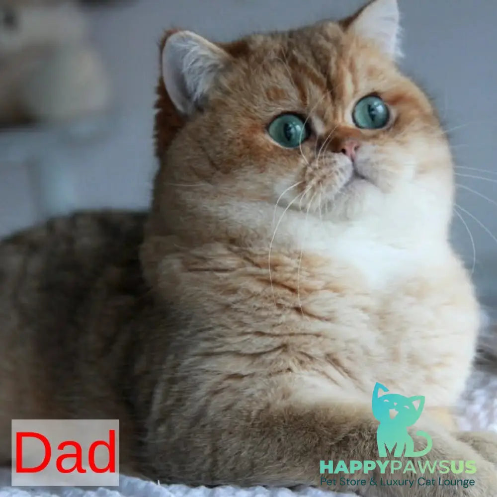 Sebastian British Shorthair male blue golden shaded - live animals