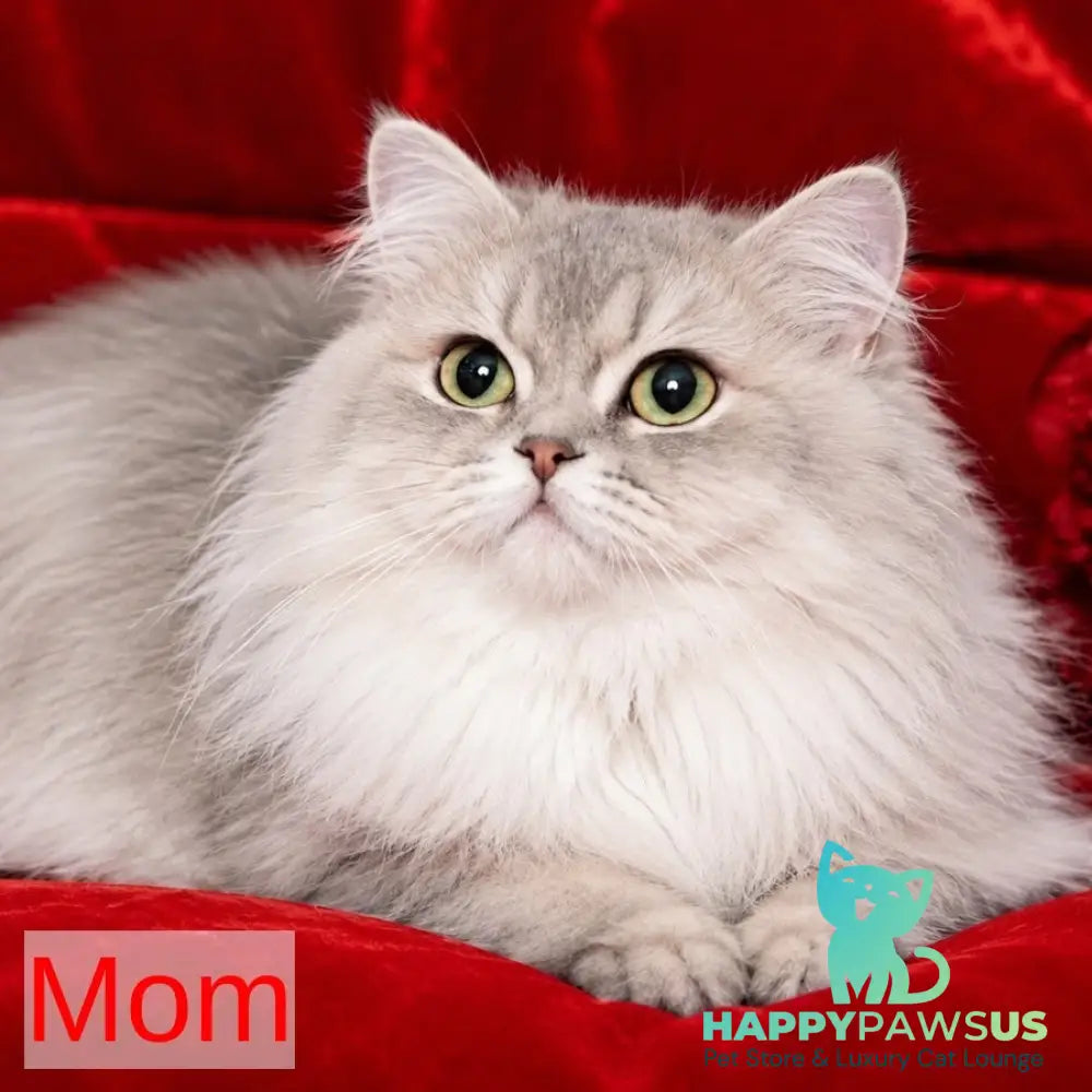 Sebastian British Shorthair male blue golden shaded - live animals