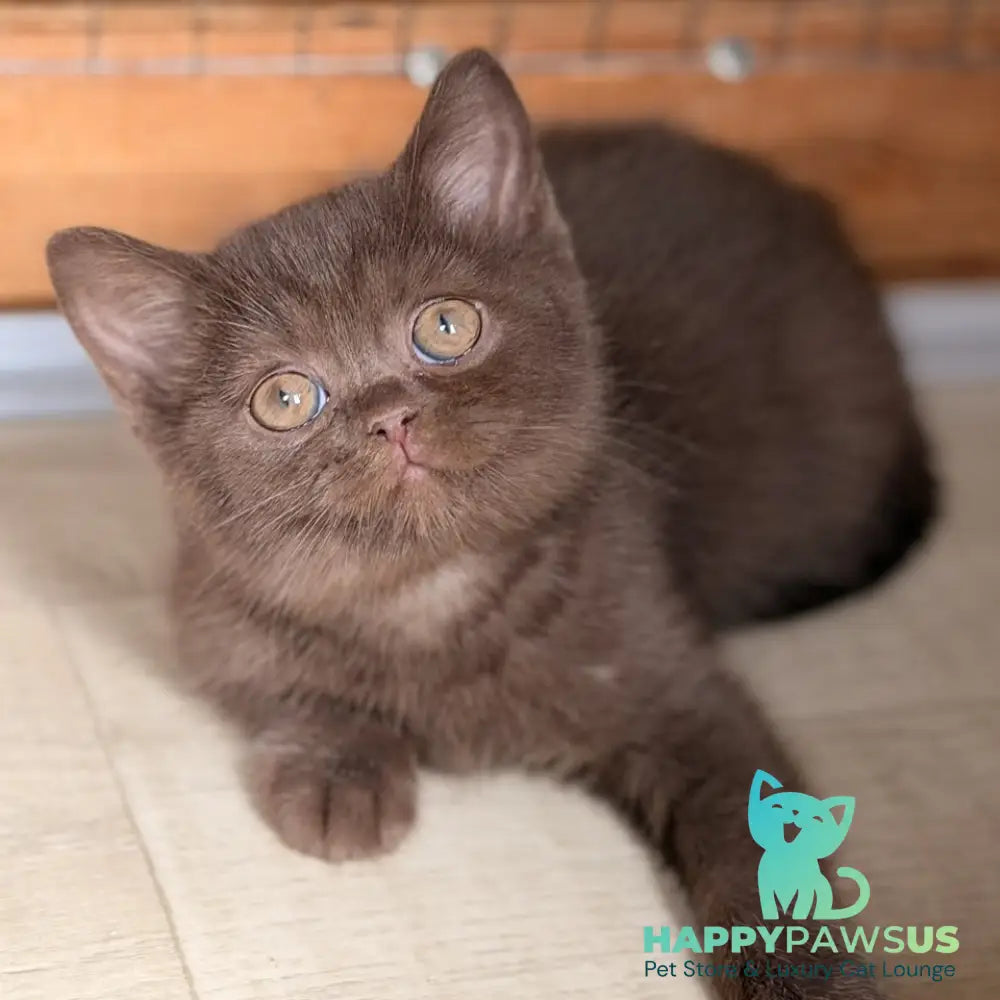 Sebastian British Shorthair male chocolate - live animals