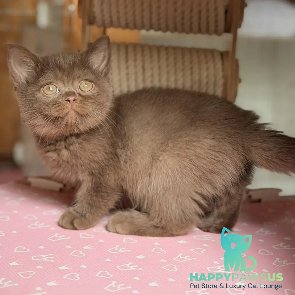 Sebastian British Shorthair male chocolate - live animals