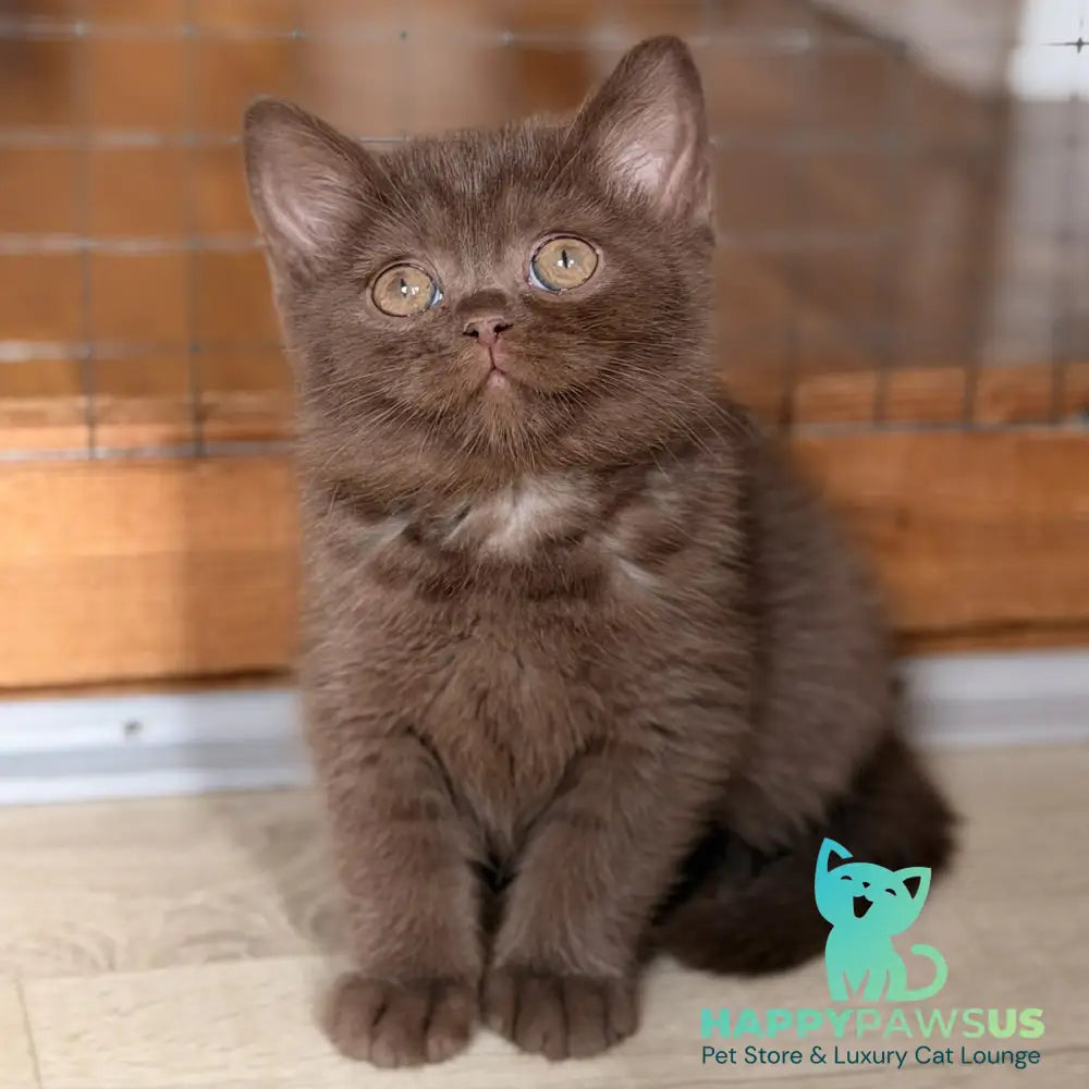 Sebastian British Shorthair male chocolate - live animals