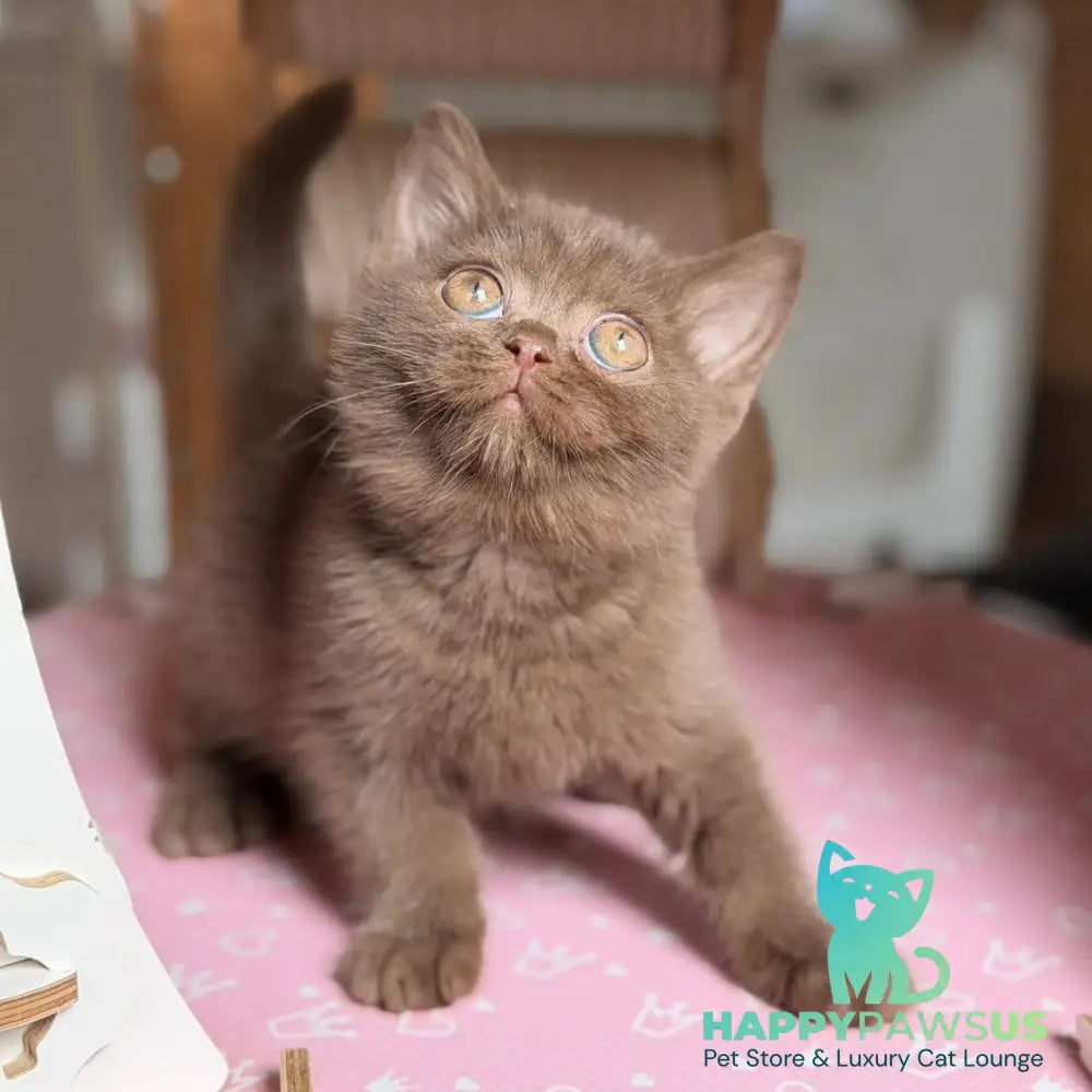 Sebastian British Shorthair male chocolate - live animals