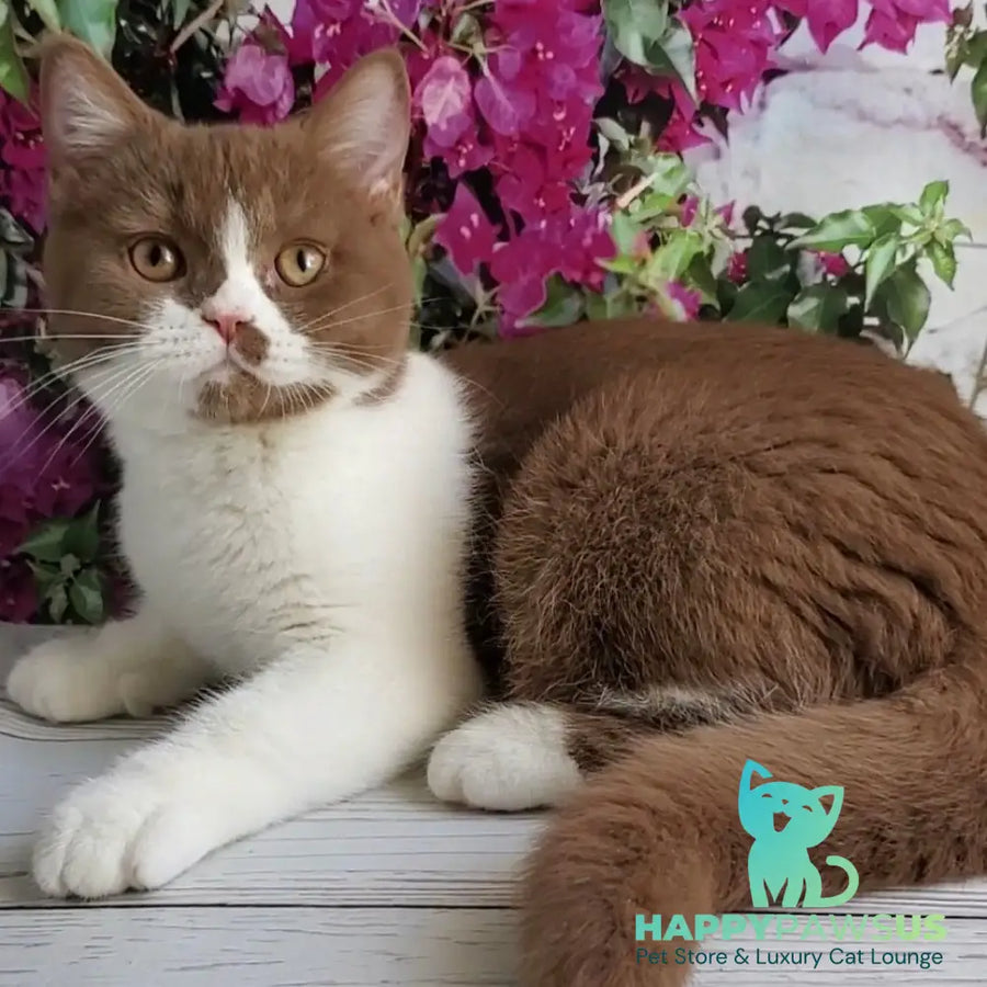 Sebastian British Shorthair male cinnamon bicolour - live animals