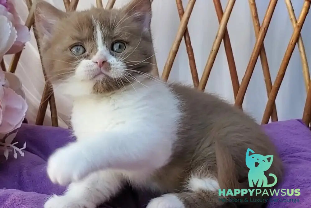 Sebastian British Shorthair male cinnamon bicolour - live animals