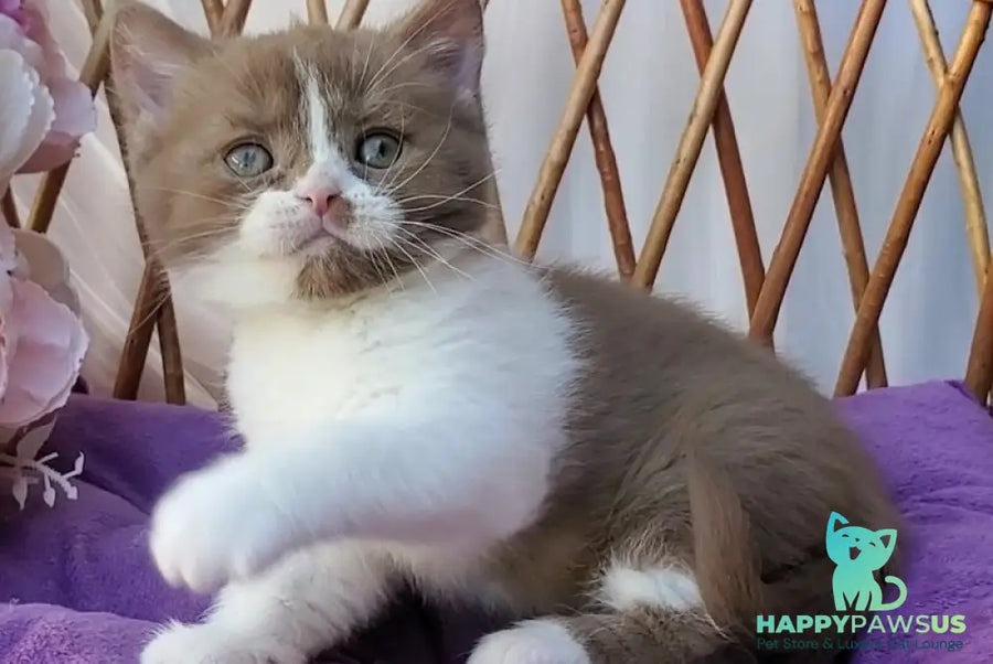 Sebastian British Shorthair male cinnamon bicolour - live animals