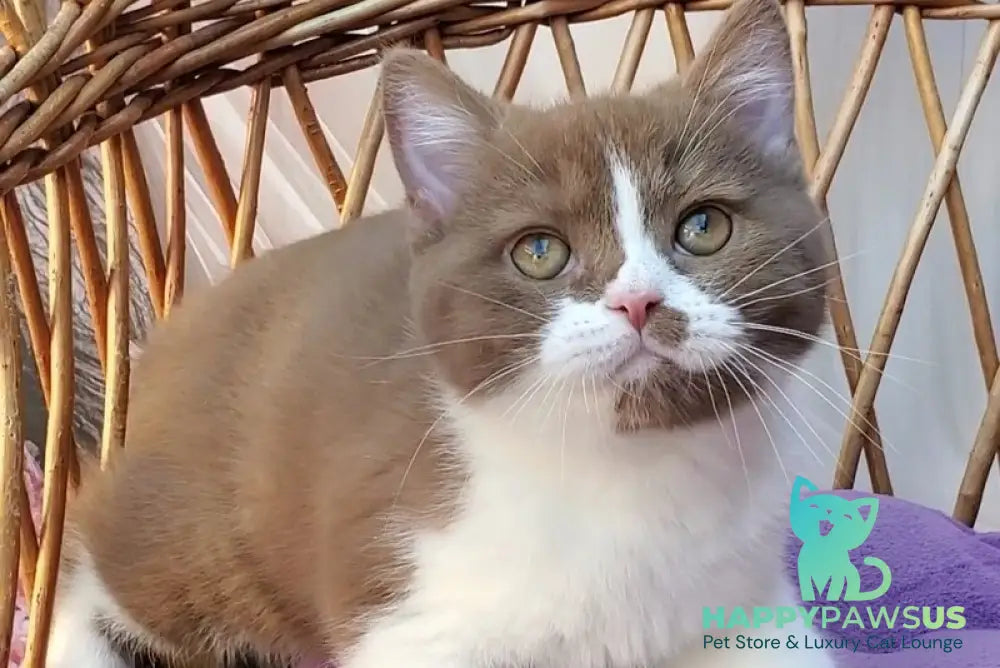Sebastian British Shorthair male cinnamon bicolour - live animals