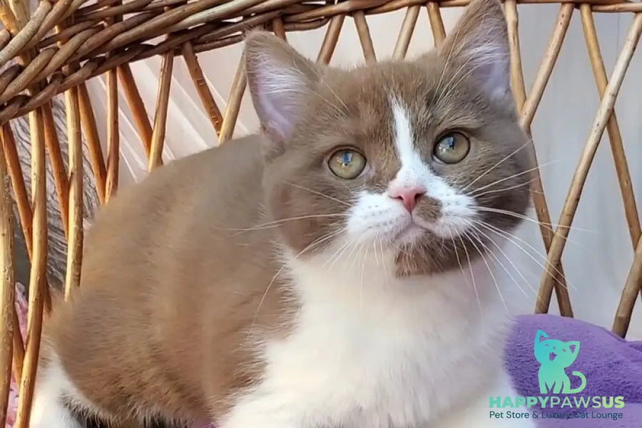 Sebastian British Shorthair male cinnamon bicolour - live animals