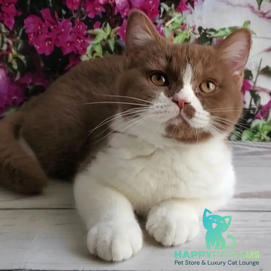 Sebastian British Shorthair male cinnamon bicolour - live animals