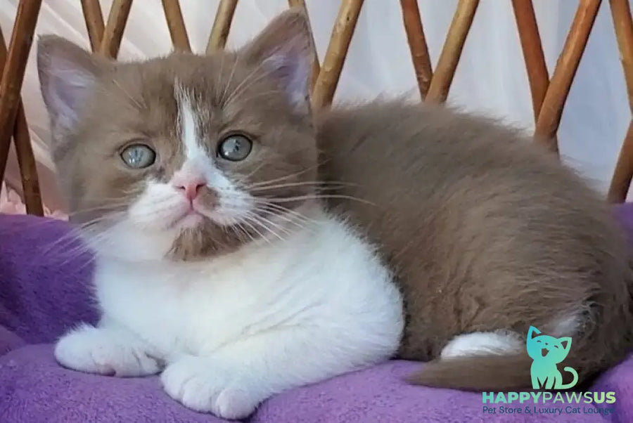 Sebastian British Shorthair male cinnamon bicolour - live animals