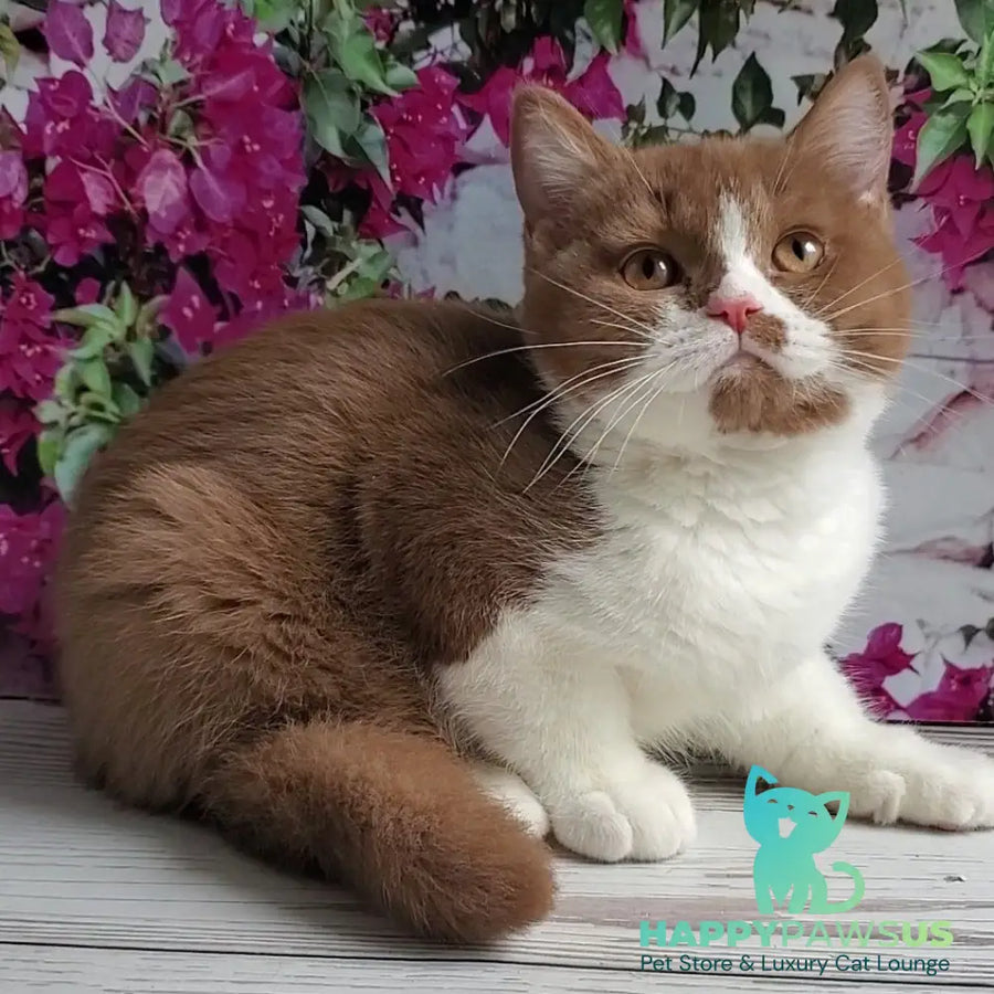 Sebastian British Shorthair male cinnamon bicolour - live animals