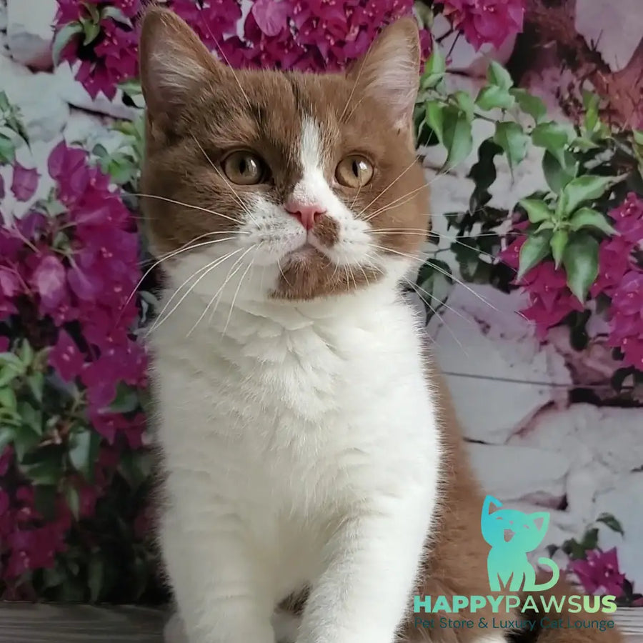 Sebastian British Shorthair male cinnamon bicolour - live animals