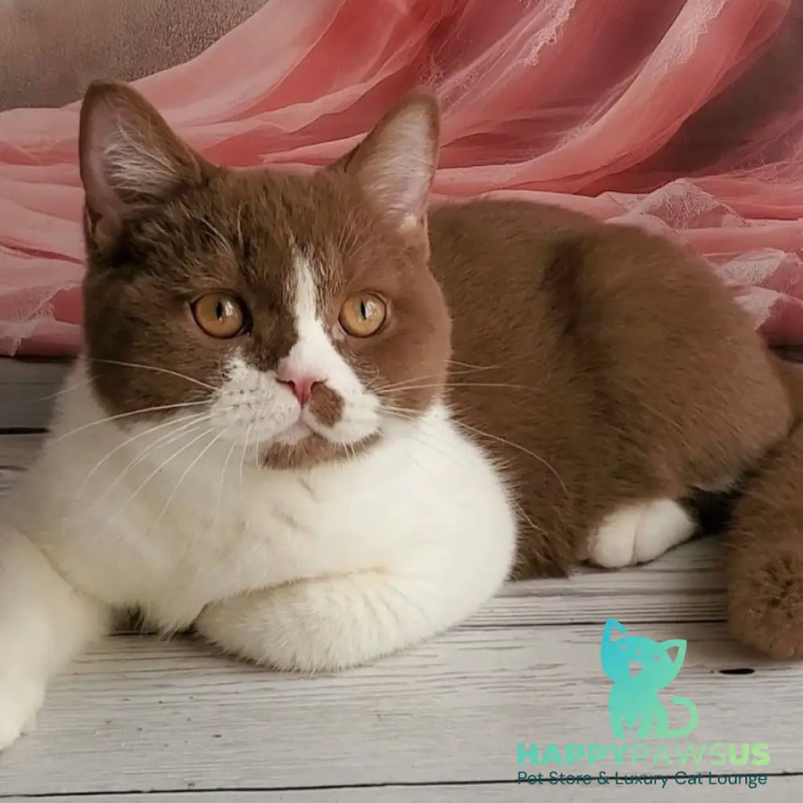 Sebastian British Shorthair male cinnamon bicolour - live animals