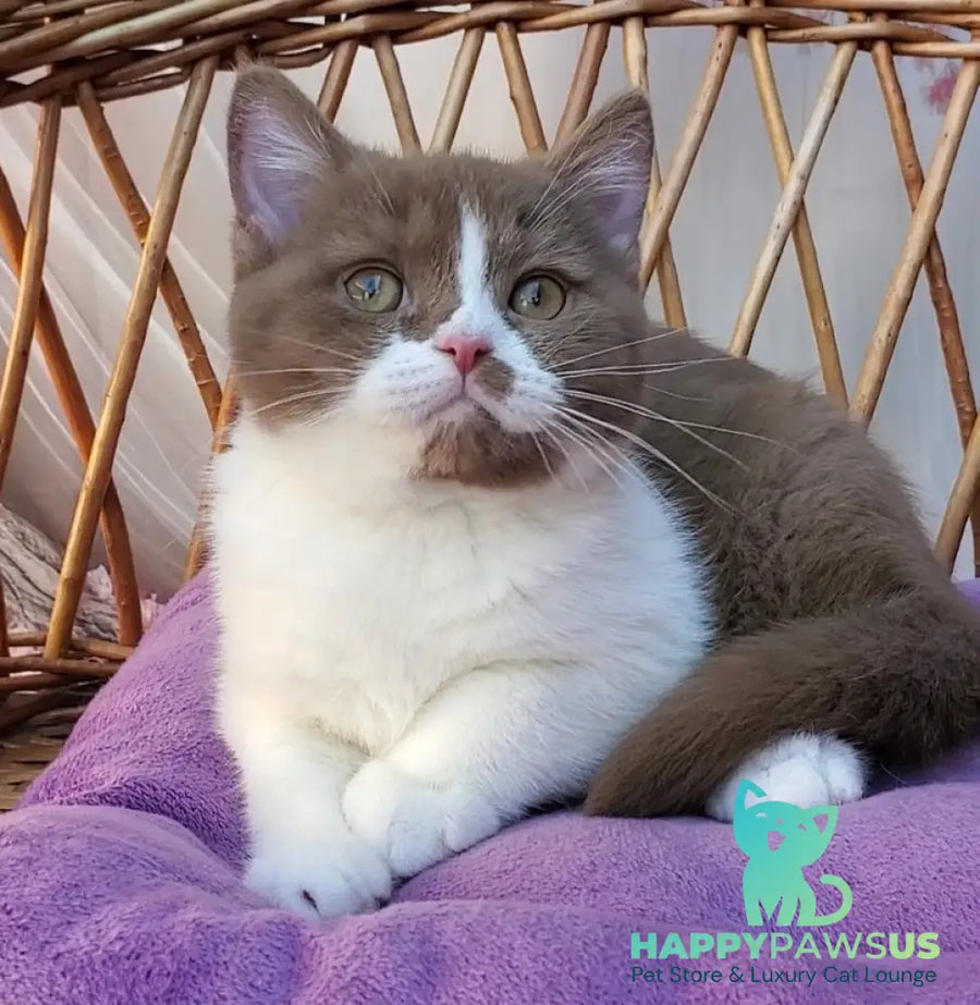 Sebastian British Shorthair male cinnamon bicolour - live animals