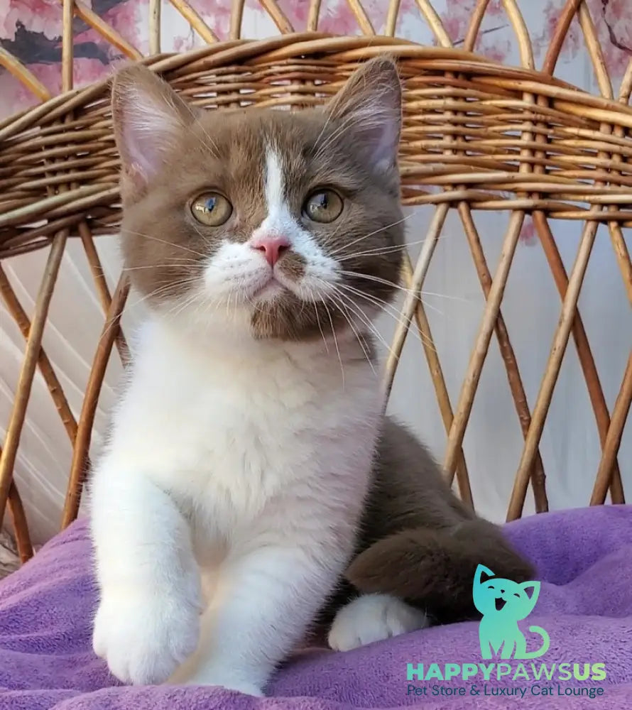 Sebastian British Shorthair male cinnamon bicolour - live animals
