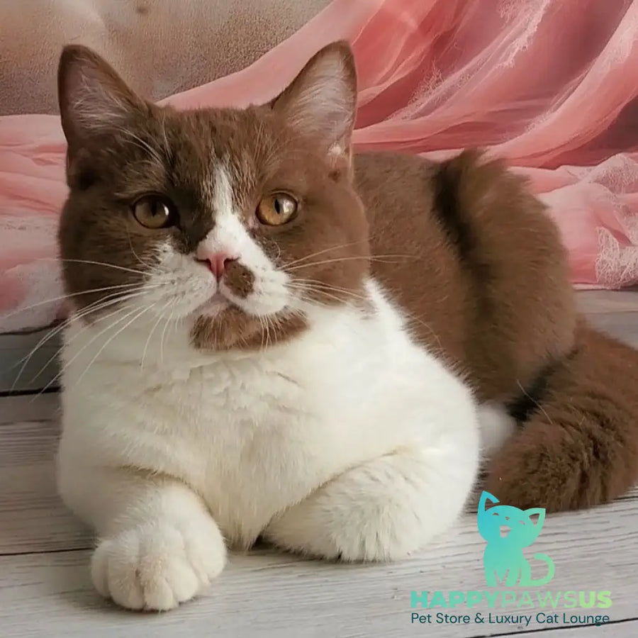 Sebastian British Shorthair male cinnamon bicolour - live animals