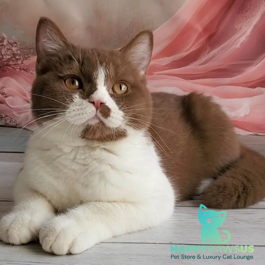 Sebastian British Shorthair male cinnamon bicolour - live animals