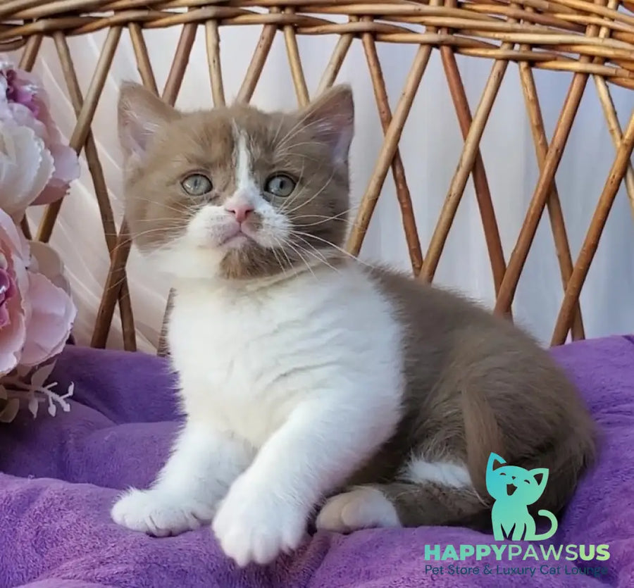 Sebastian British Shorthair male cinnamon bicolour - live animals