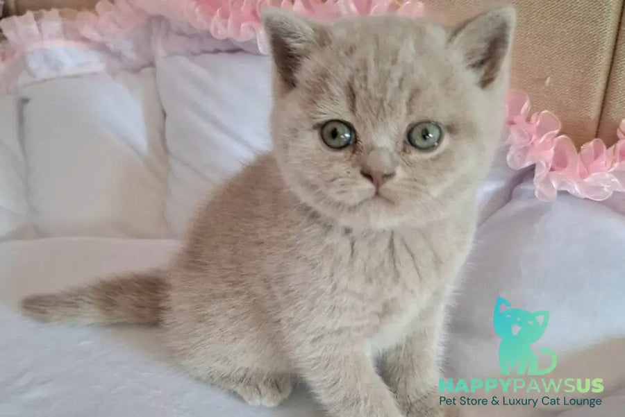 Sebastian British Shorthair male lilac - live animals