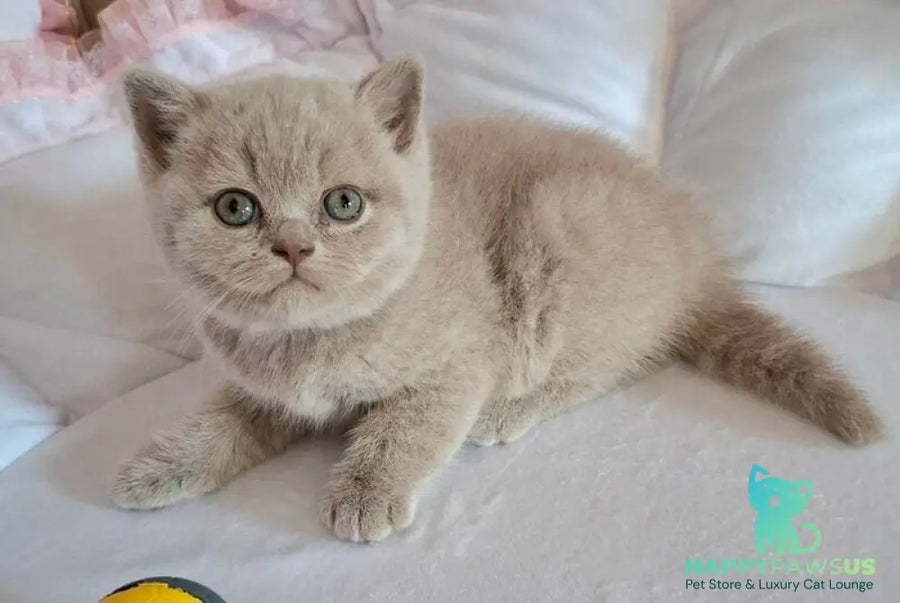 Sebastian British Shorthair male lilac - live animals