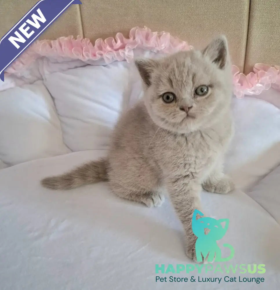 Sebastian British Shorthair male lilac - live animals