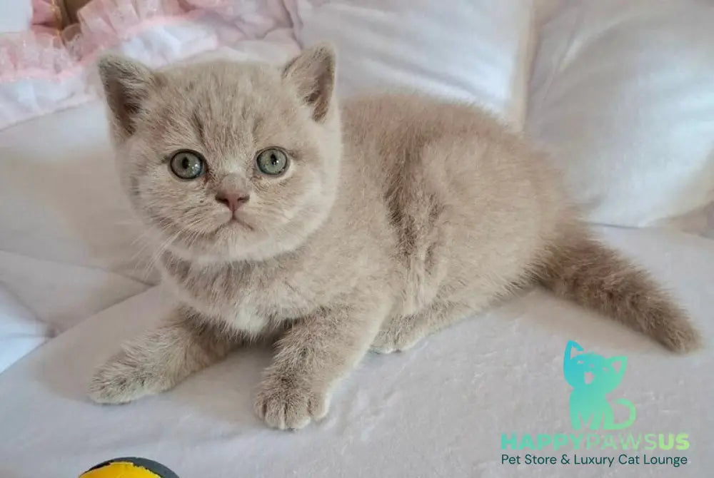 Sebastian British Shorthair male lilac - live animals