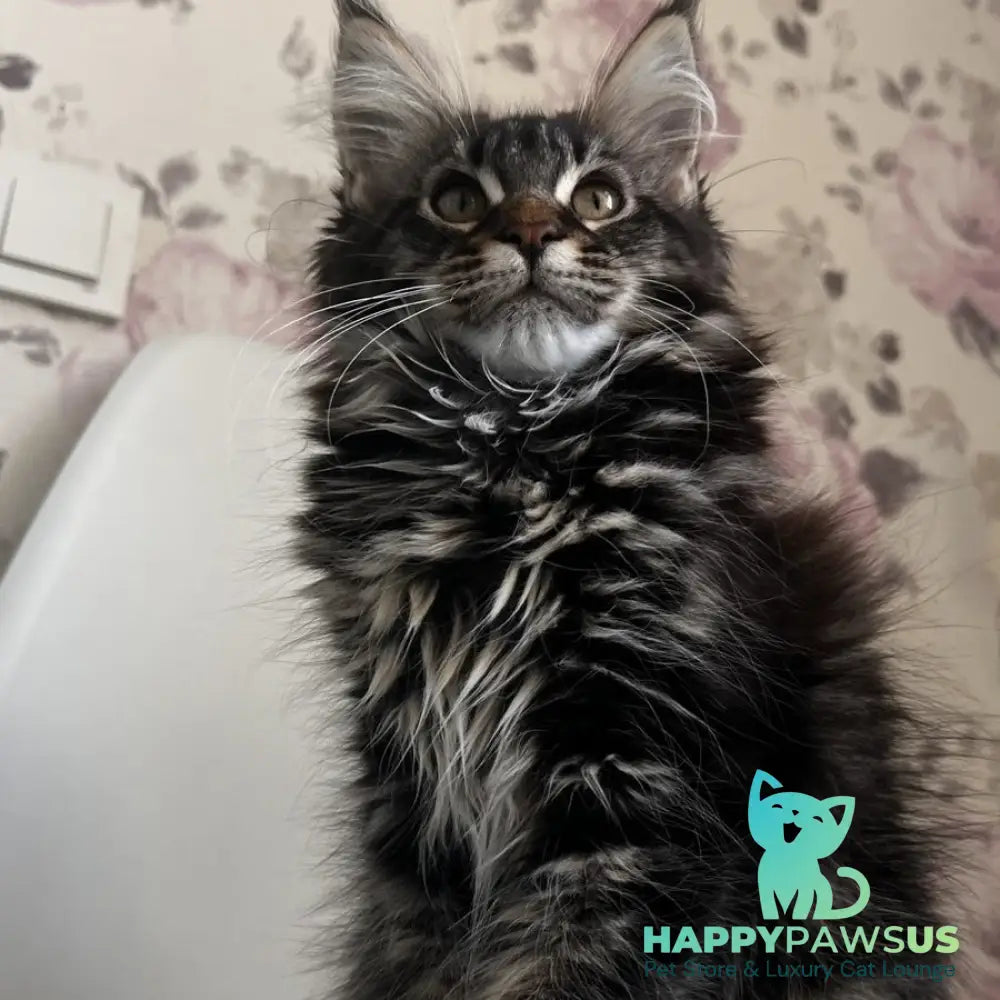 Sebastian Maine Coon male black tabby - live animals