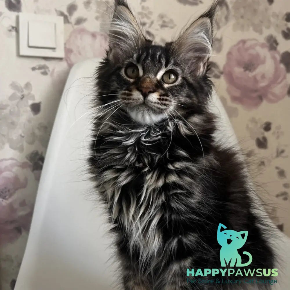 Sebastian Maine Coon male black tabby - live animals