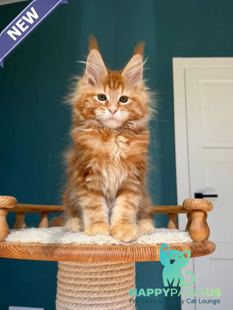 Sebastian Maine Coon male red tabby - live animals