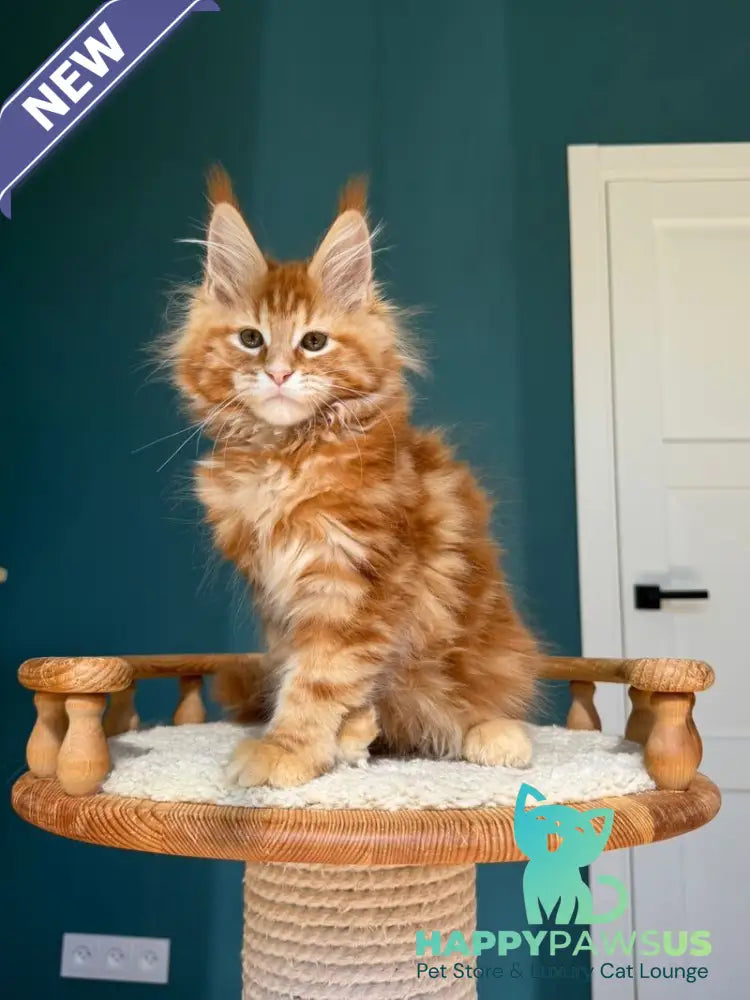 Sebastian Maine Coon male red tabby - live animals