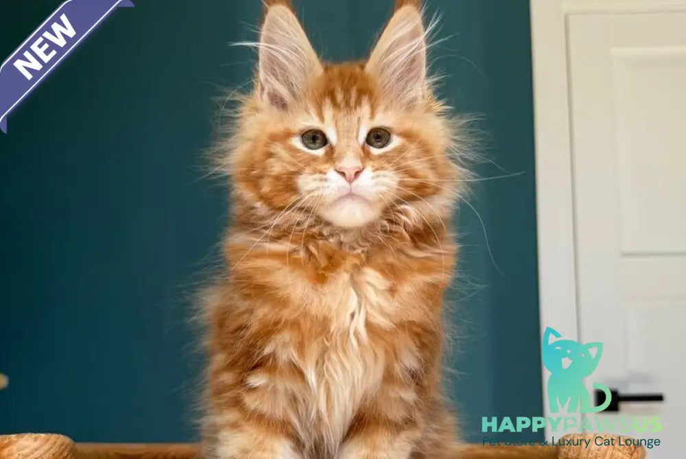Sebastian Maine Coon male red tabby - live animals