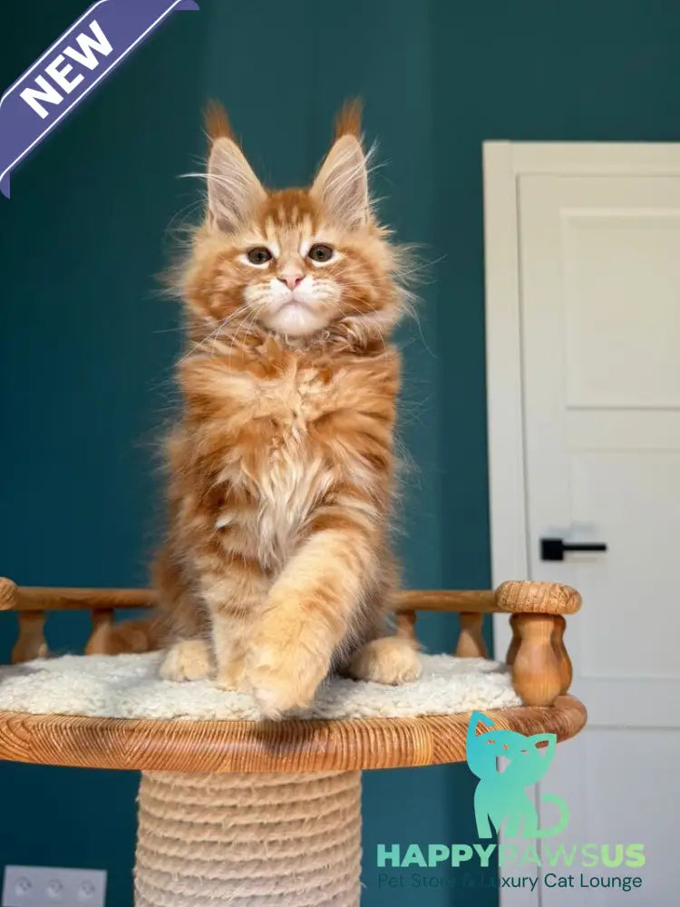 Sebastian Maine Coon male red tabby - live animals