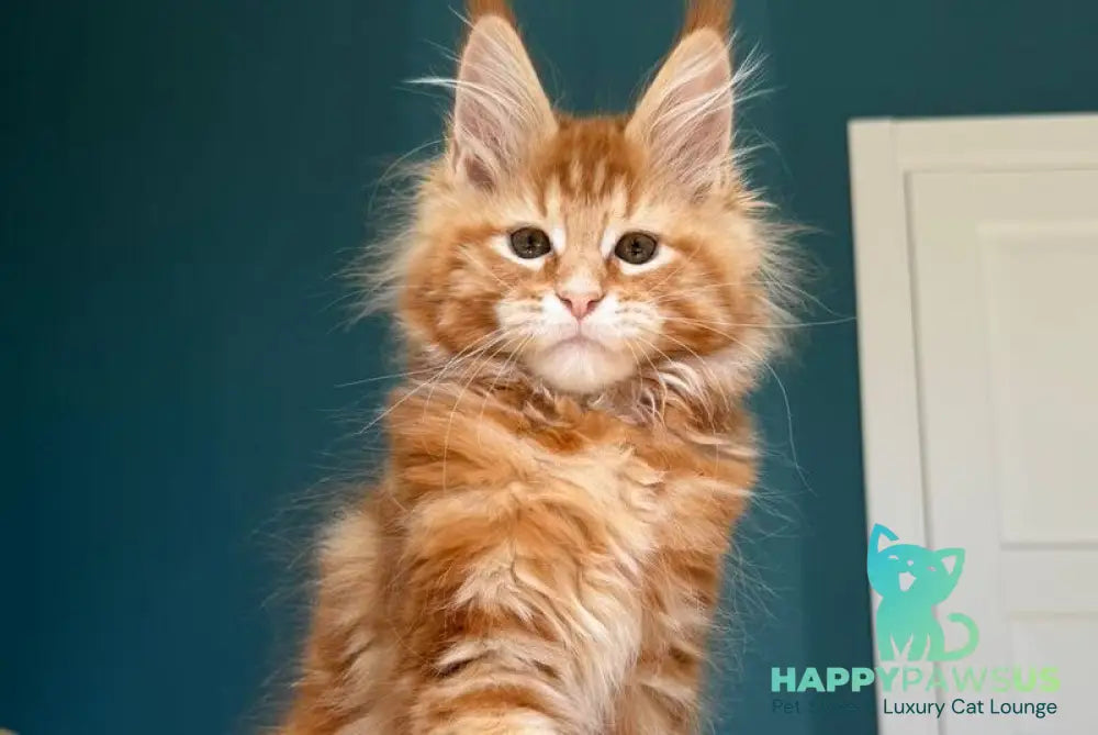 Sebastian Maine Coon male red tabby - live animals