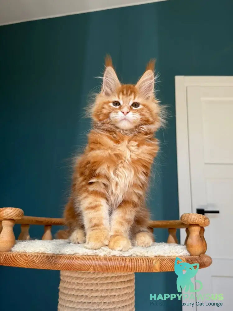 Sebastian Maine Coon male red tabby - live animals
