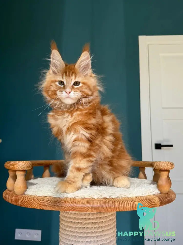 Sebastian Maine Coon male red tabby - live animals