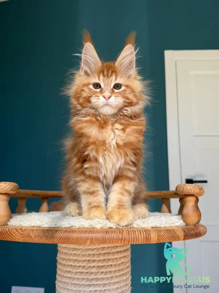 Sebastian Maine Coon male red tabby - live animals