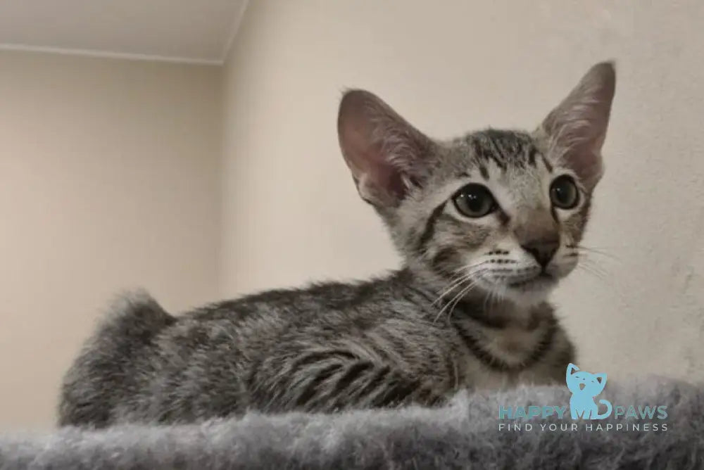 Selen Oriental Shorthair male black tabby live animals