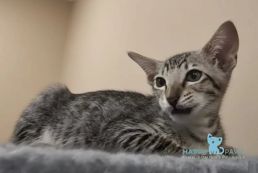 Selen Oriental Shorthair male black tabby live animals