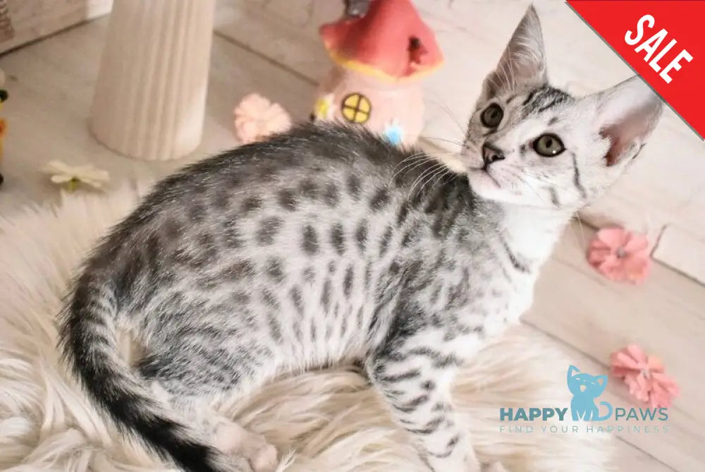 Selen Savannah female black silver spotted tabby - live animals
