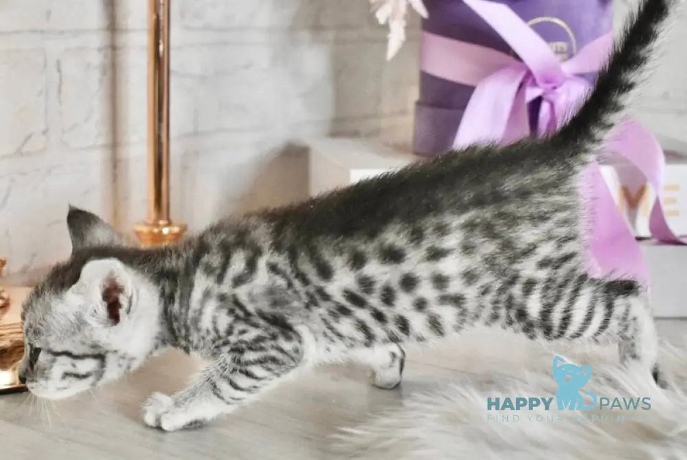 Selen Savannah female black silver spotted tabby - live animals