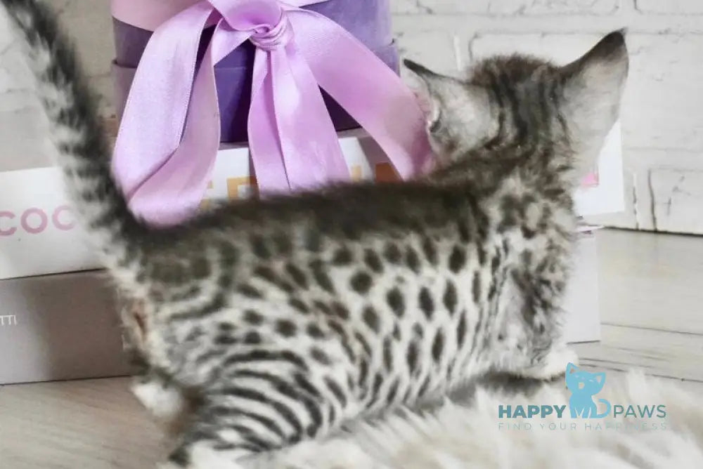 Selen Savannah female black silver spotted tabby - live animals