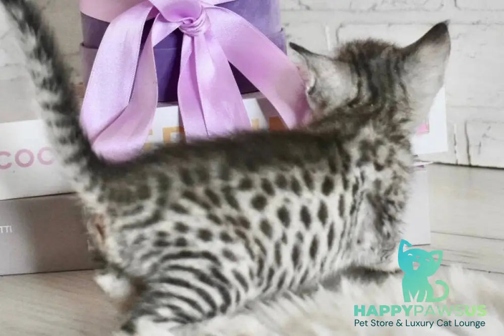 Selen Savannah female black silver spotted tabby - live animals