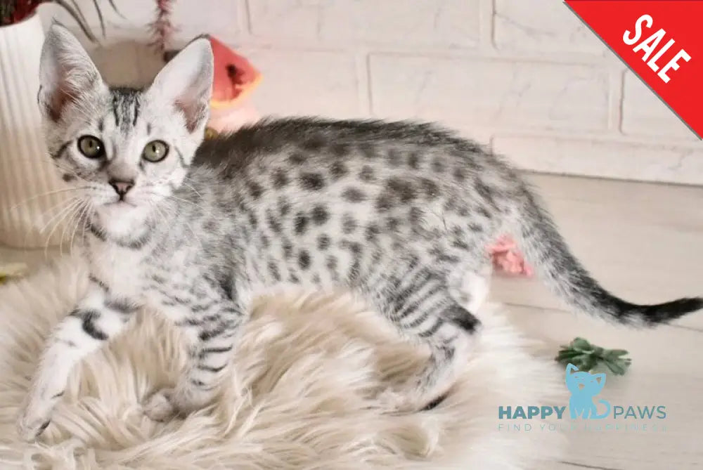 Selen Savannah female black silver spotted tabby - live animals