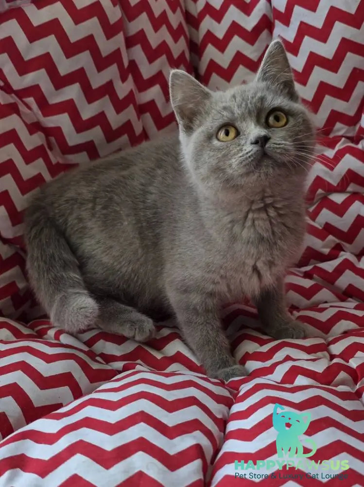 Selena British Shorthair female lilac - live animals