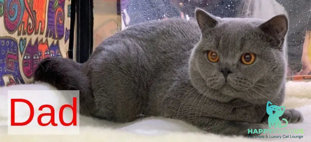 Selena British Shorthair female lilac - live animals