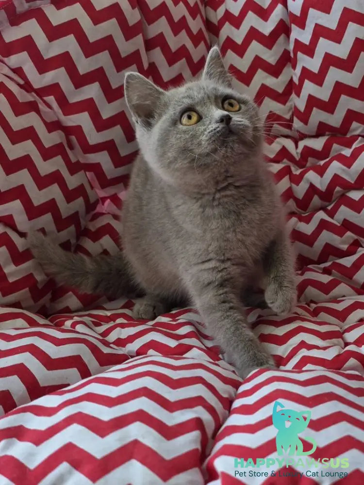 Selena British Shorthair female lilac - live animals