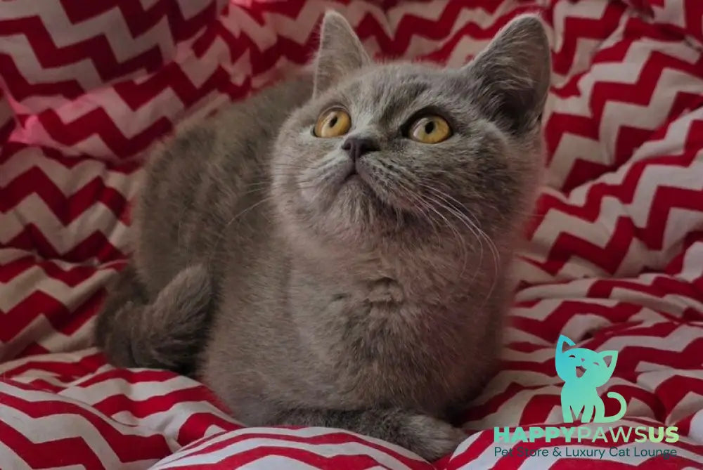 Selena British Shorthair female lilac - live animals