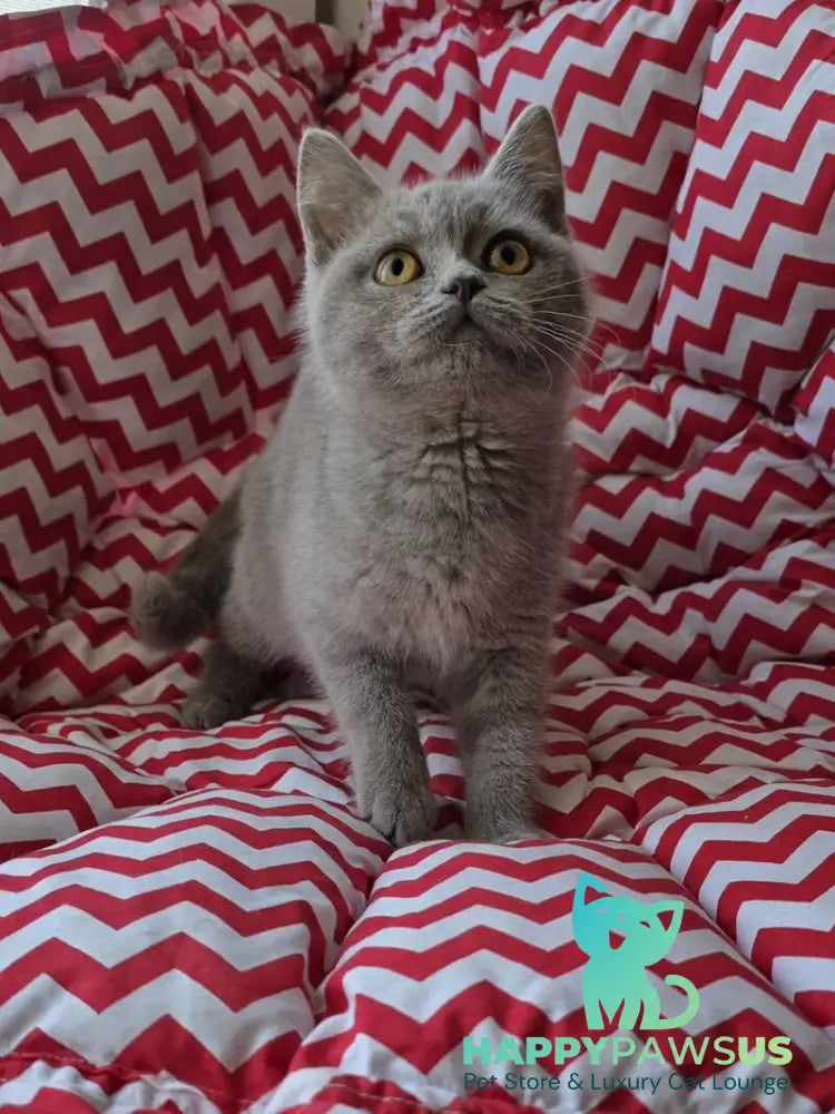 Selena British Shorthair female lilac - live animals