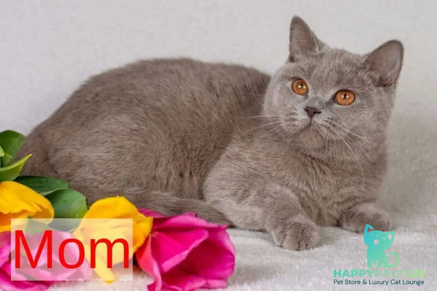 Selena British Shorthair female lilac - live animals