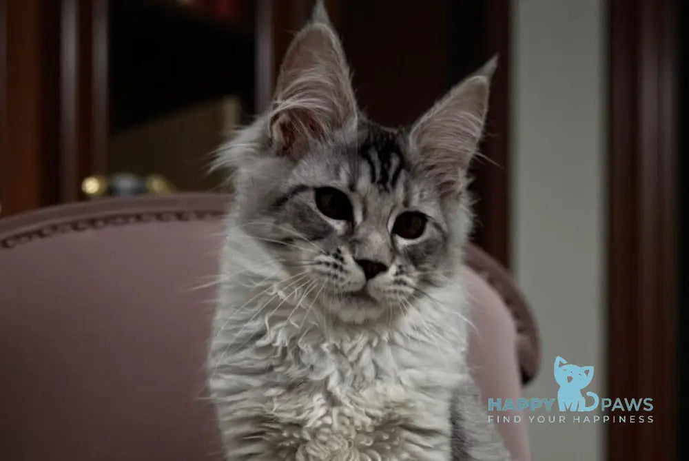 Selena Maine Coon polydactyl female black silver ticked tabby live animals