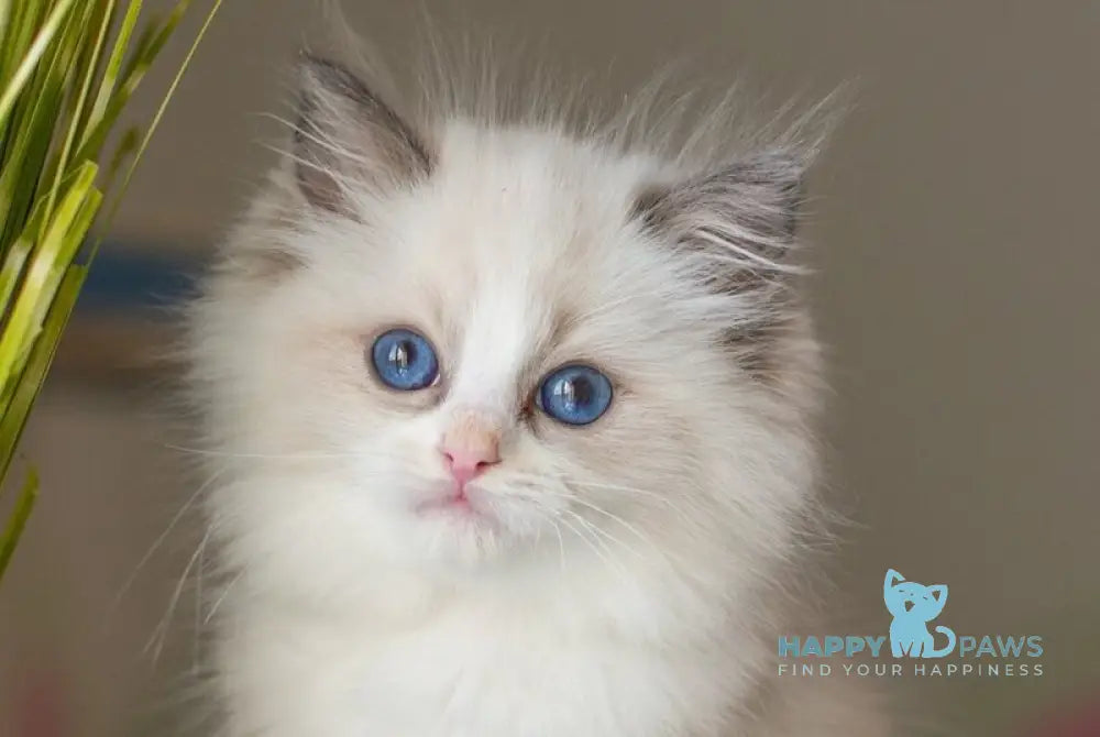 Selena Ragdoll female seal bicolour live animals